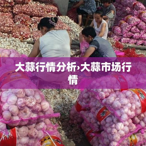 大蒜行情分析›大蒜市场行情