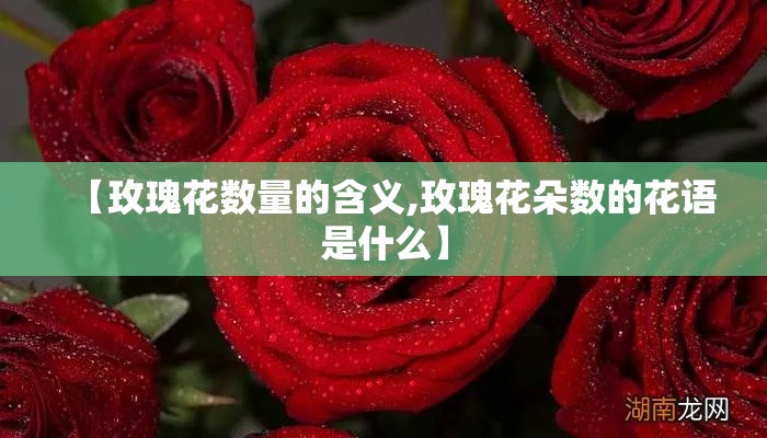 【玫瑰花数量的含义,玫瑰花朵数的花语是什么】 【玫瑰花数量的含义,玫瑰花朵数的花语是什么】