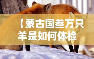 【蒙古国叁万只羊是如何体检的·蒙古三万只羊到中国都吃了吗】