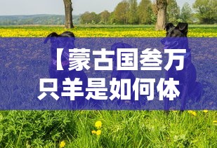 【蒙古国叁万只羊是如何体检的·蒙古三万只羊到中国都吃了吗】