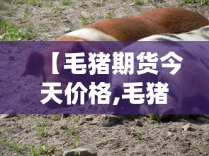 【毛猪期货今天价格,毛猪今日价格查询】 【毛猪期货今天价格,毛猪今日价格查询】
