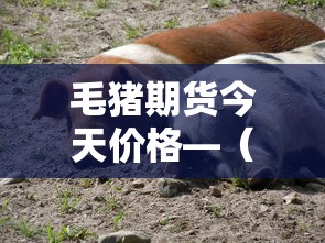 毛猪期货今天价格—(毛猪期货今天价格多少) 毛猪期货今天价格—(毛猪期货今天价格多少)
